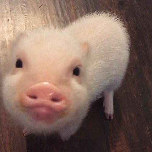 壁纸猪头可爱图片