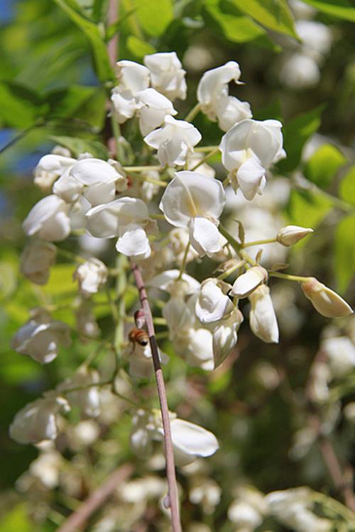 [转载]白藤萝花