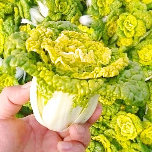 白菜乌塌菊花芯黄心乌种子散叶黄心种籽耐寒家庭园艺种子