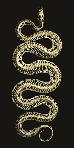 蛇的骨架 - 堆糖,美图壁纸兴趣社区