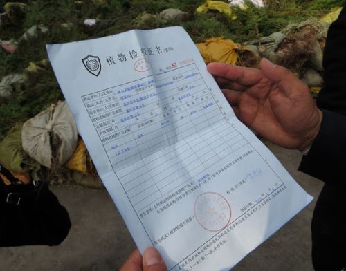 三是容器苗土团没有达到合同要求并且很多土团已散;四是没有苗木检疫