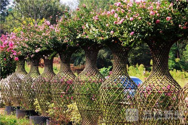 苗木种植编织造型技艺