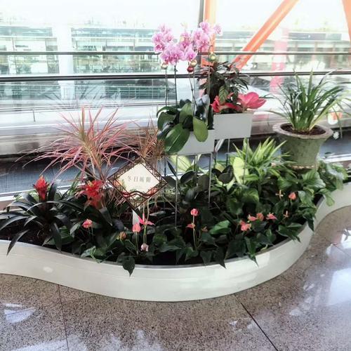 造型组合(植物租赁)