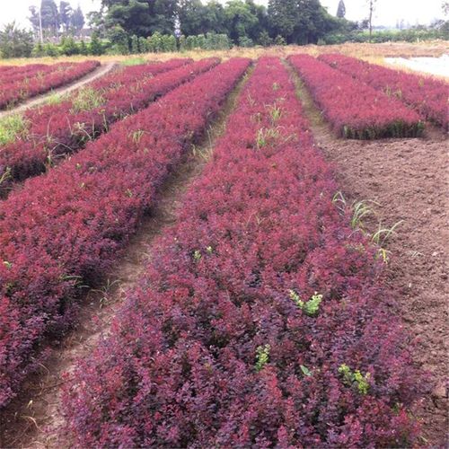 紫叶小檗 山东青州花卉大量供应园林 绿化工程 绿化苗木