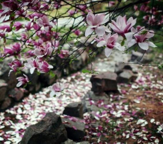 落花 宋-宋祁 前溪夜雨锦张红,坠萼残英绕暗丛.