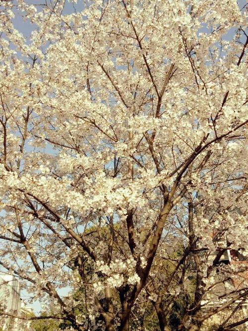 忘了是杏花?桃花?还是樱花?