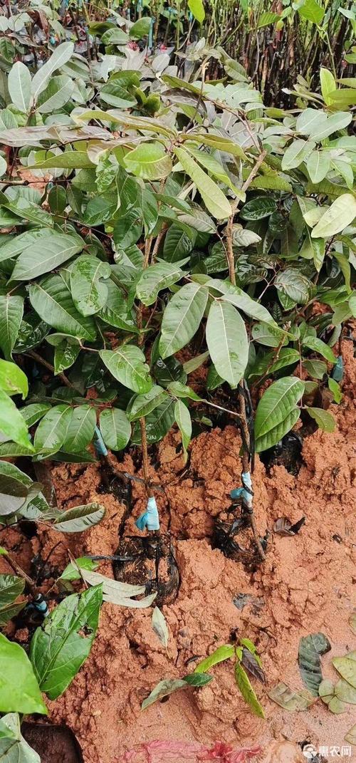 红皮龙眼苗 泰国红皮龙眼嫁接苗
