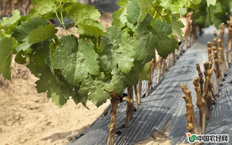 葡萄树扦插:葡萄树生根能力强,一根插条长成一棵树