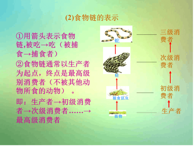 生态系统的结构和功能