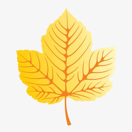 关键词 : 橘色,黄色,桔梗,纹理,一片,叶子,卡通,手绘