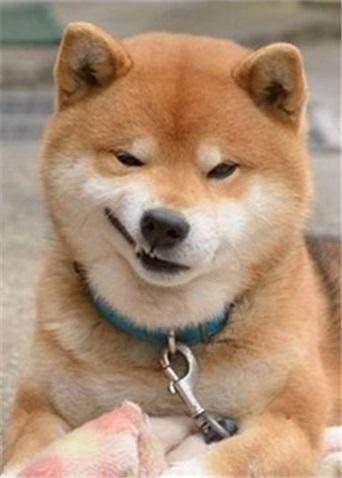 【感觉自己萌萌哒】戏精柴犬被剪指甲剪到生无可恋 戏