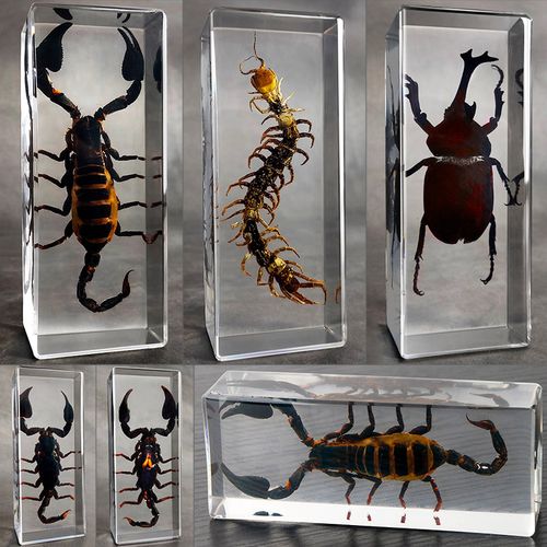 云斑天牛新品|云斑天牛价格|云斑天牛包邮|品牌