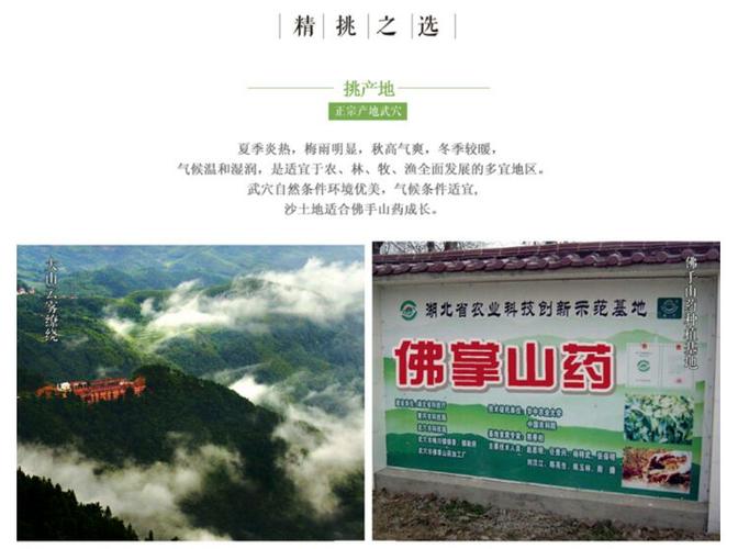 想要走出大山的绿色土特产【佛手山药】