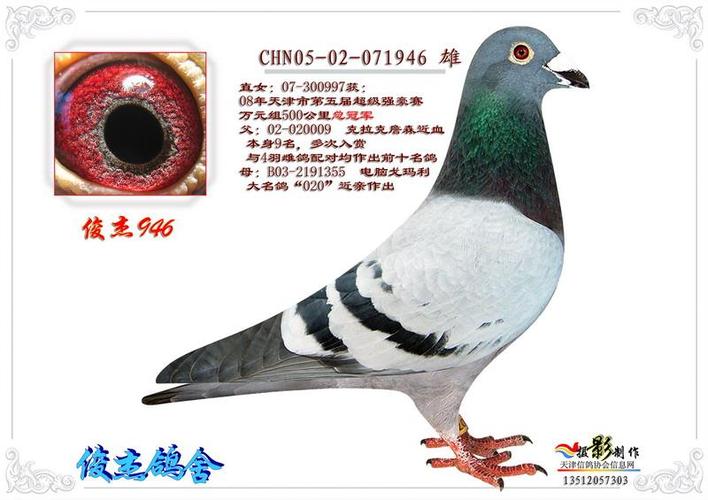 俊杰鸽舍--金牌展厅--搜鸽网