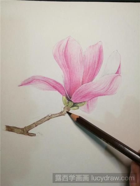 彩铅画玉兰花画法4