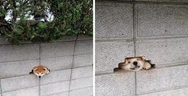 呆萌柴犬将要代替哈士奇,成为新一代网红萌宠