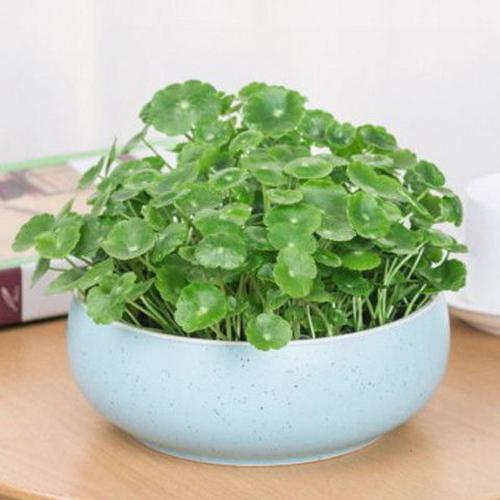 悦芳华四季水培土培铜钱草盆栽金钱草水培植物花卉水养套餐送花盆视频