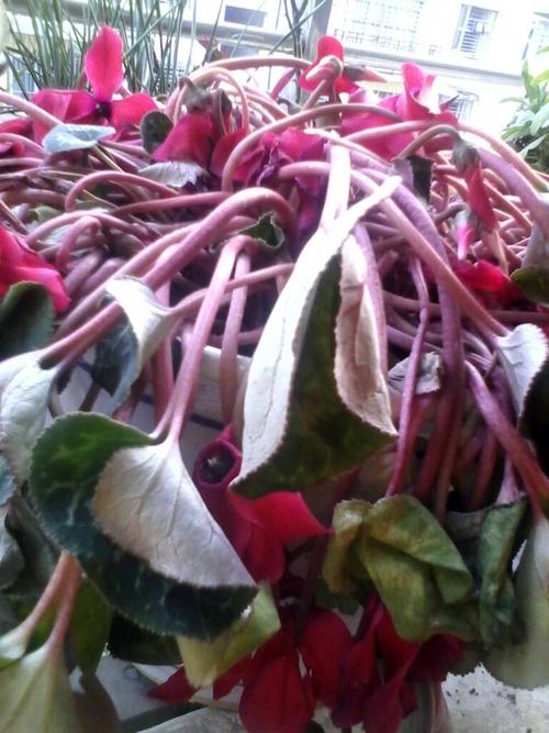 我的仙客来病了吗?求花艺老师救命!土还很湿啊