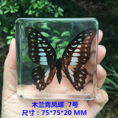幼儿园小学教学儿童动物真昆虫蝴蝶标本树脂琥珀摆件蜻蜓玩具教具