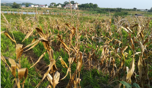 干旱时节,有遮阳网,有种玉米的生姜地,生姜明显比对照组的要长得好