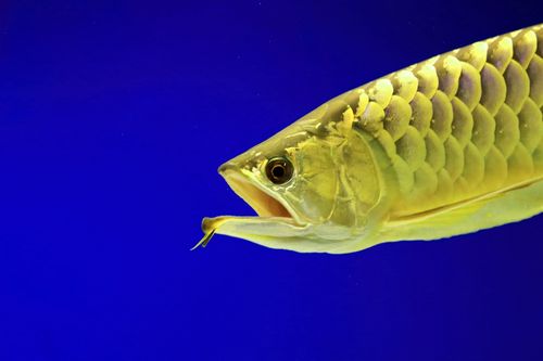 我家中养着的金龙鱼与它的伙伴们摄影图片】生态摄影_雕刻时光082033