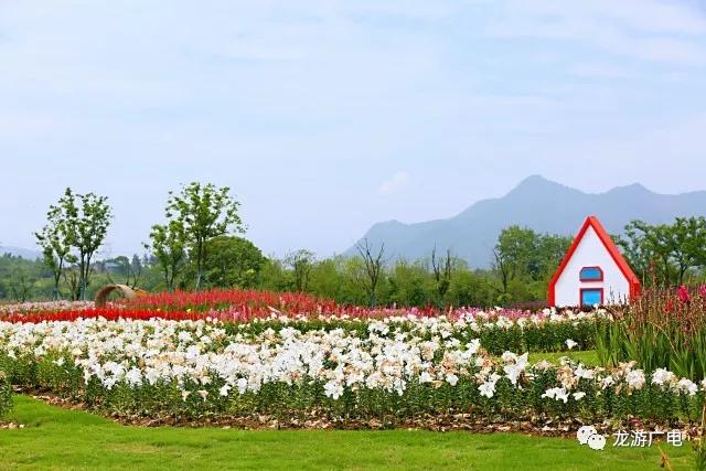 高清无码!告诉你龙游花海应该怎么玩