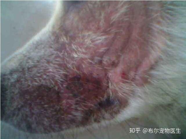 狗狗螨虫皮肤病的形成与注意事项