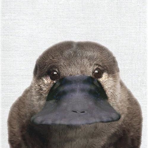 你没见过鸭嘴兽的正面照,超级可爱的!