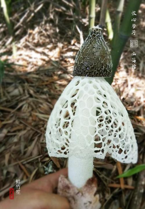本季养生食材·鲜竹笙