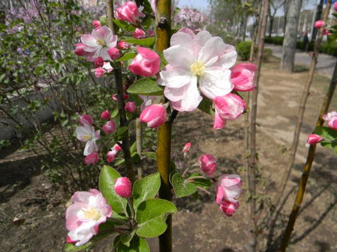 [转载]素有"国艳"之誉---海棠花