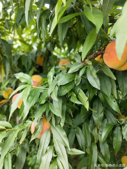 桃子熟了 桃子热啊