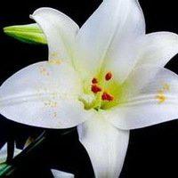 百合花头像图片大全点击鼠标右键下载