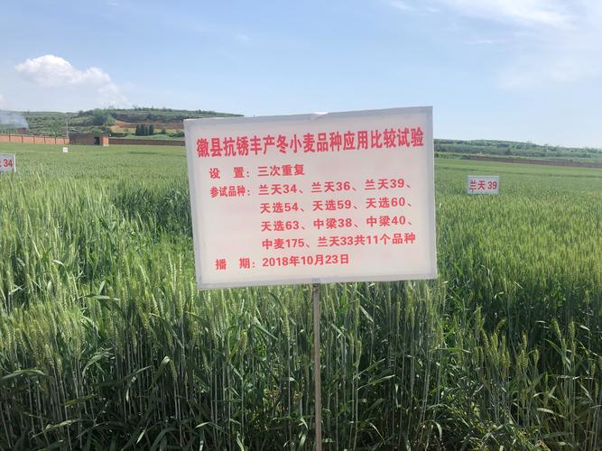 徽县农技中心袁主任带领中心技术人员在伏镇三农养殖基地小麦新品种