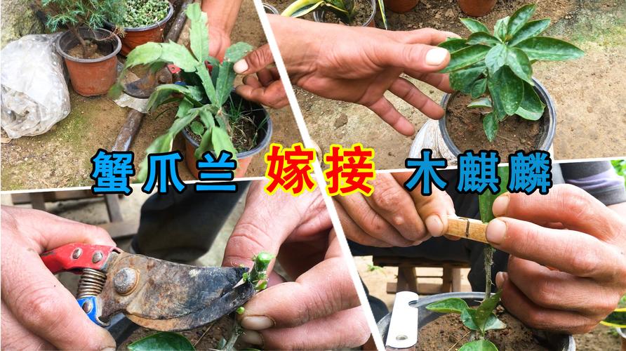 花卉嫁接技术,蟹爪兰嫁接木麒麟使用此方法,太成功了!