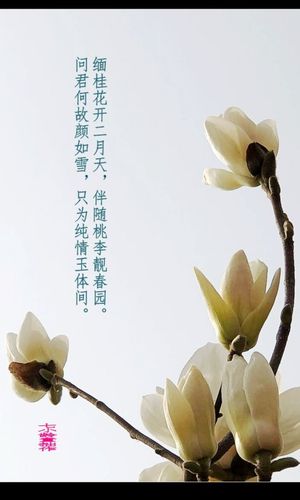 [转载]【原创诗词】七绝三首《咏玉兰》(新韵)