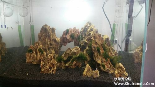 60松皮石造景水草缸欢迎指点