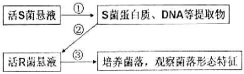 1928年英国格里菲思以小鼠为实验材料做了如下实验下列关于此实验的