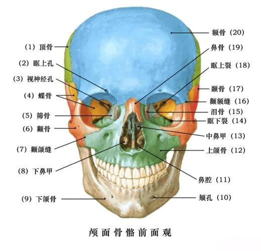 口腔颌面部解剖图谱 前面更新①开髓口位置图谱