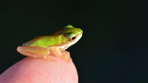 可爱的小青蛙图片1119