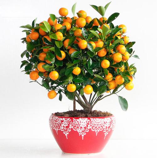 小金桔盆栽年宵花卉果树四季观赏小金橘盆景小金桔专车直达