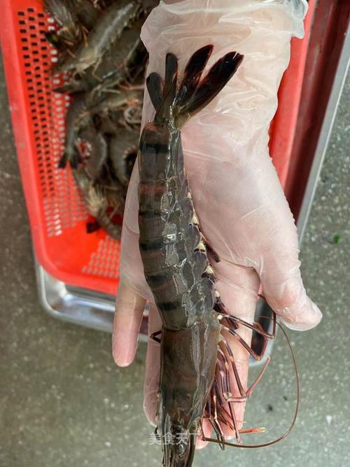 东山岛海鲜海捕大黑节虾黑虎虾白灼红透透鲜甜肉有弹性