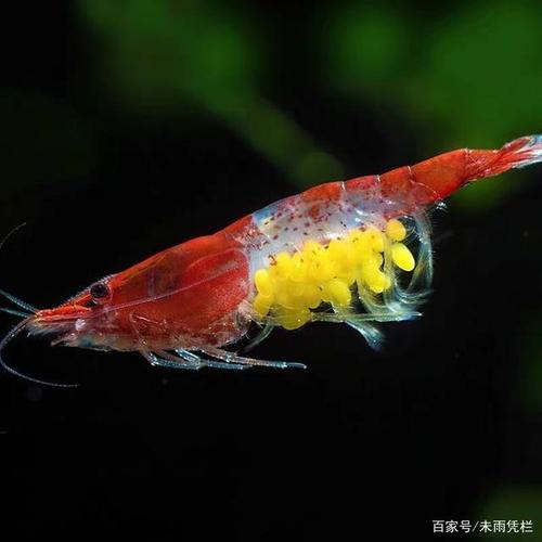 《观赏虾·饲养繁殖》——新手教程
