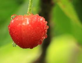 烟台大樱桃图片大全