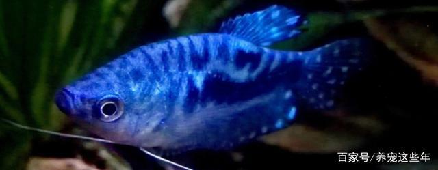 蓝曼龙鱼为什么很少有人养?魅力的外表也会有魔鬼的内心!