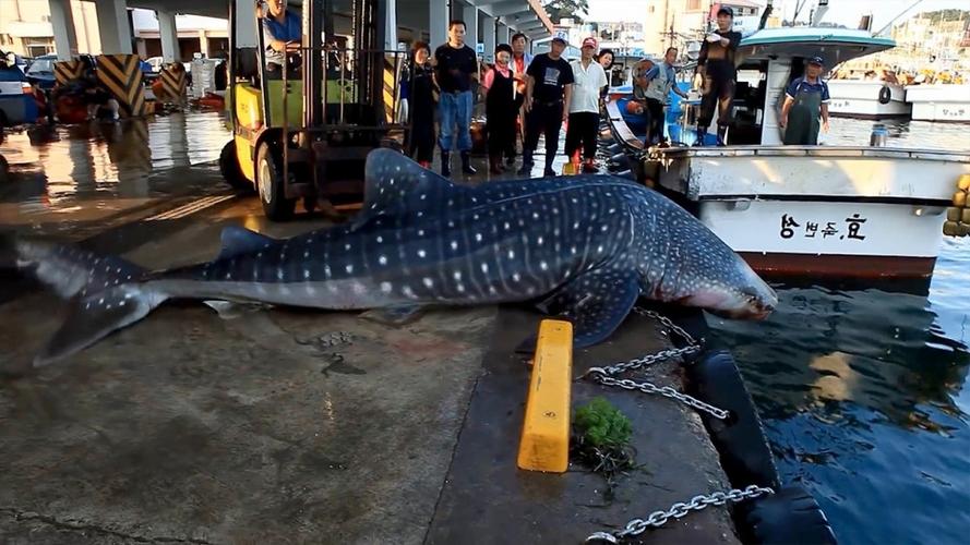 鲸鲨不小心跳到岸上,吓坏了众人,鲨鱼:都别动,我自己下去!