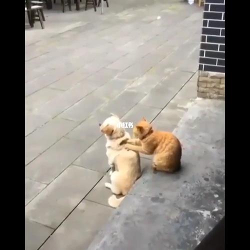 猫咪社死瞬间_猫咪_搞笑_沙雕_宠物_沙雕搞笑_搞笑