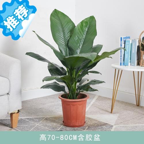 三维工匠绿巨人室内盆栽大叶植物大型客厅阳台净空气除甲醛易养活绿植