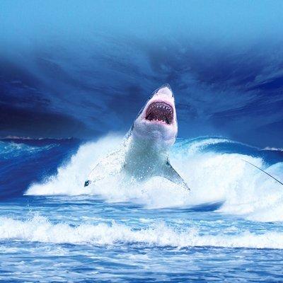 鲨鱼 凶猛 大海  跳跃 尖牙 苹果手机高清壁纸