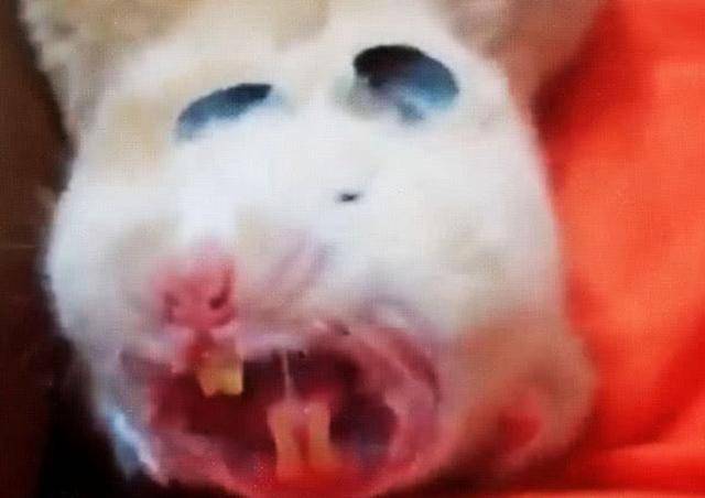 仓鼠饿了一整天给它喂食突然张开血盆大口甚是可怕