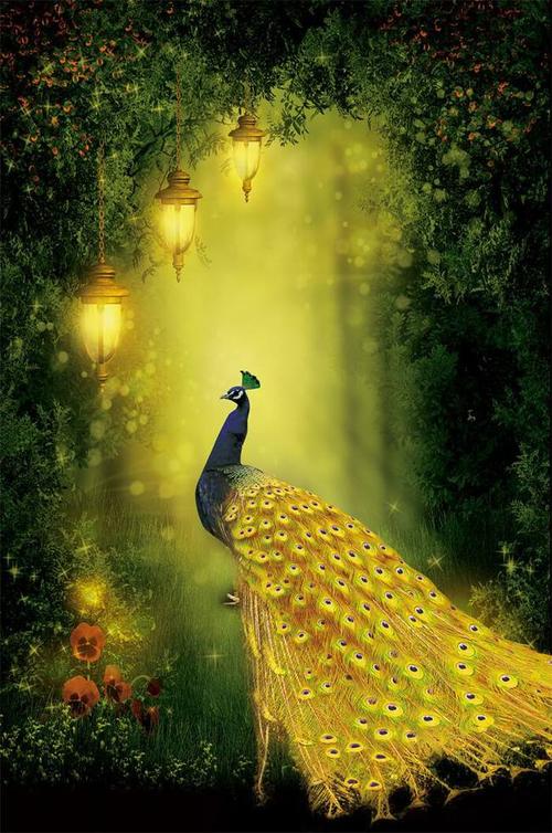 心理测试:哪只美丽的孔雀最有灵气?衡量一下有多少人羡慕你.